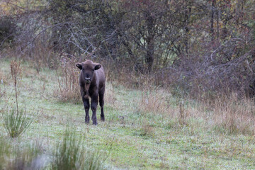 Fototapeta na wymiar Bisonte europeo en libertad en las montañas de León