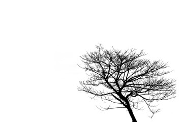 Fototapeta premium Branch of dead tree on white background.
