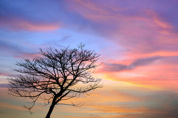 Fototapeta na wymiar Branch of dead tree at sunset with a dramatic red sky.