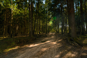 Fototapeta na wymiar Road in the sunny fir-tree forest