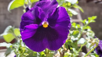 purple iris flower