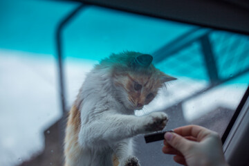 cat on a car in the outdoor