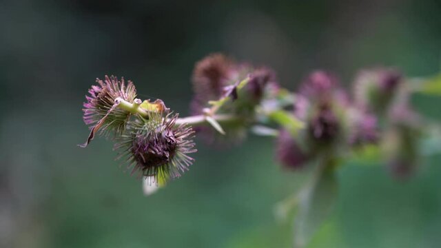 Burdock in bloom in light breeze (Arctium lappa) - (4K)
