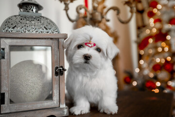 Little white dog maltese for new year