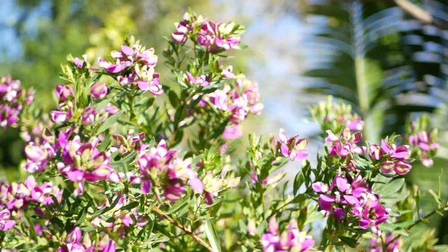 Myrtle leaf milkwort purple flower, California USA. Polygala myrtifolia springtime bloom. Home gardening, american decorative ornamental houseplant, natural botanical atmosphere. Violet spring blossom