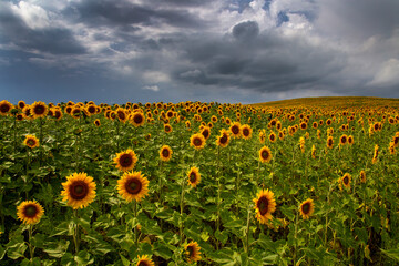 Prairie Sunflower Field
