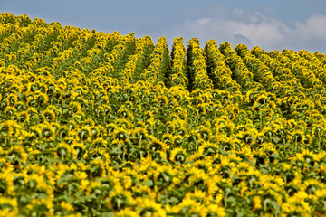 Prairie Sunflower Field