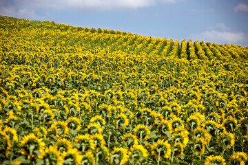 Fototapeta premium Prairie Sunflower Field