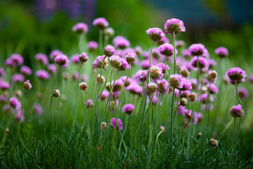 Obraz premium Purple flowers in the garden. Onion, or chives, is a perennial herbaceous plant Latin name: Allium schoenoprasum.