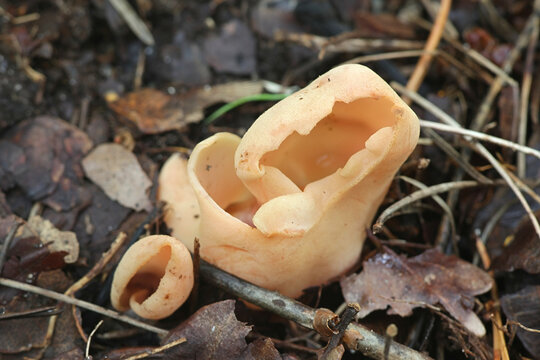 Otidea onotica, known as hare's ear, a rabbit-ear fungus from Finland