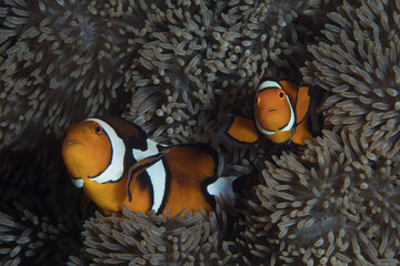 Fototapeta na wymiar Clownfish swimming in front of its home anemone (Amphiprion ocellaris)