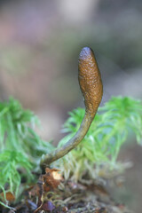 Tolypocladium ophioglossoides, known as the snake's tongue, golden thread cordyceps or snaketongue truffleclub, wild medicinal mushroom from Finland