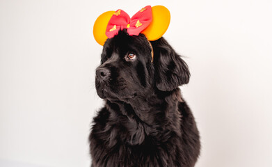 Newfoundland dog wearing bright bow hoop