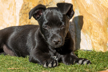 Two month old puppy with black hair resting