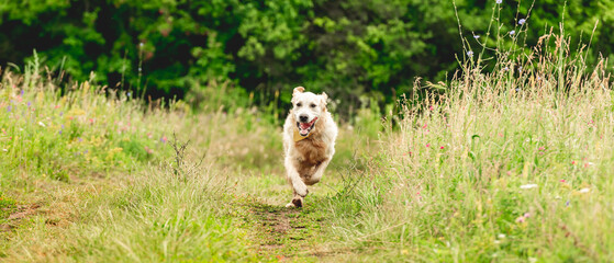 Nice dog running on blooming meadow