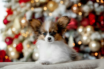 Small beautiful dog of breed Papillon 