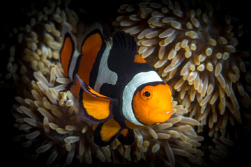 Clownfish swimming in front of its home anemone (Amphiprion ocellaris)
