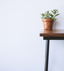 plant in a pot on white background home office
