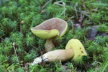 Xerocomus subtomentosus, known as suede bolete, brown and yellow bolete, boring brown bolete or yellow-cracked bolete, wild edible mushrooms from Finland