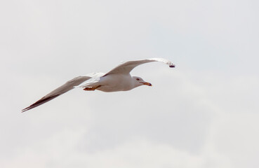 Seagull in Flight
