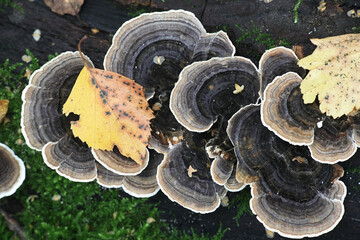 Trametes versicolor, commonly called the turkey tail or turkeytail, a bracket fungus from Finland