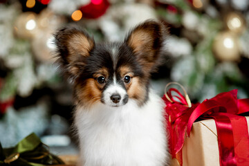 Small beautiful dog of breed Papillon 