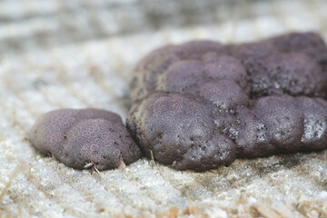 Amaurochaete atra, a slime mold from Finland with no common eglish name