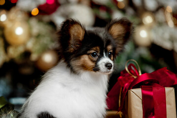 Small beautiful dog of breed Papillon 