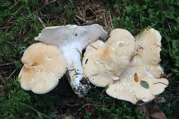 Hydnum repandum, known as the sweet tooth, wood hedgehog or hedgehog mushroom, wild tooth fungus...