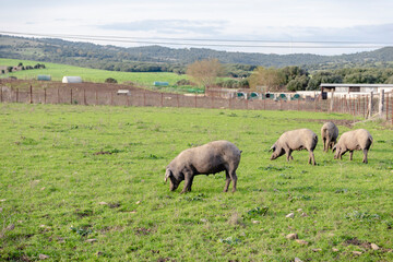 Naklejka na ściany i meble Cerdos ibéricos en los campos de Andalucía, España