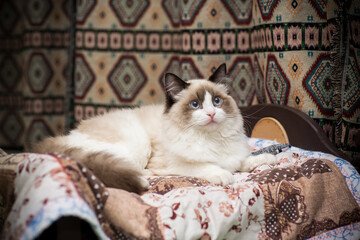 Young beautiful purebred Ragdoll cat at home