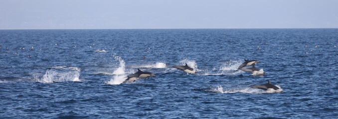 Fototapeta premium dolphins jumping 