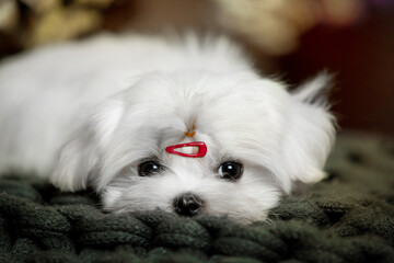 Little white dog maltese for new year
