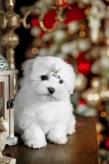 Little white dog maltese for new year