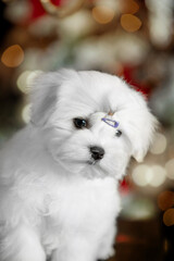 Little white dog maltese for new year