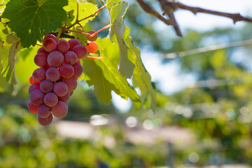 purple grape plantation for juices and wines