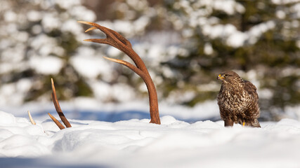 Common buzzard, buteo buteo, sitting next to antlers in wintertime. Feathered animal looking to the...
