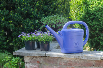 Gänseblumenstock © RS.Foto