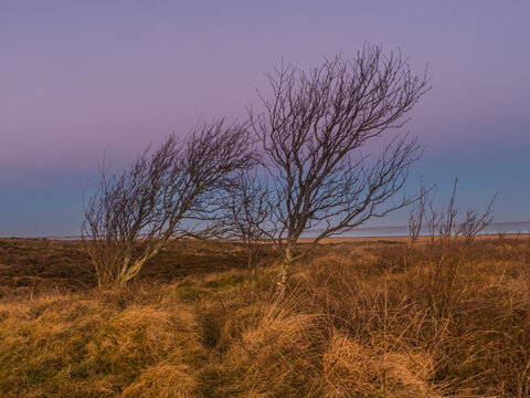 B&auml;ume in der Heide im Winter 
Braderup Sylt