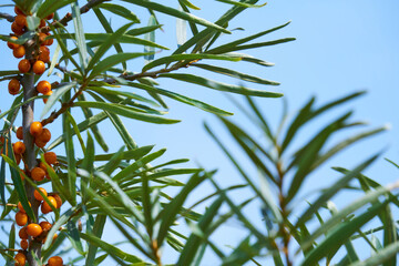 sea buckthorn branches with leaves and fruits close up