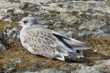 seagull on the rocks
