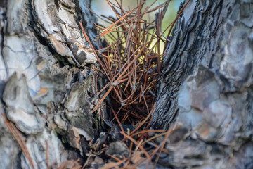 Pino y sus agujas