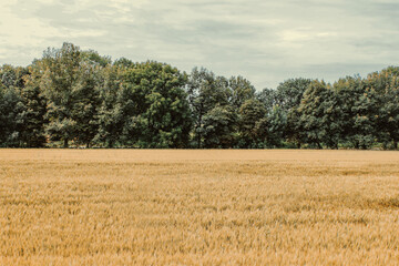 field of wheat in summer