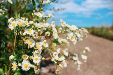 daisies in the field