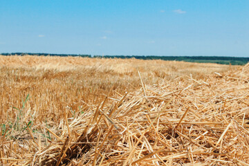 field of wheat