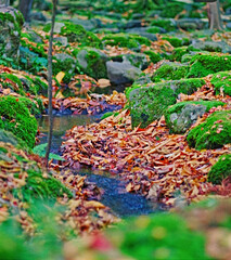 moss on the rocks