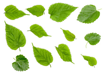 Green mulberry leaf isolated on a white background
