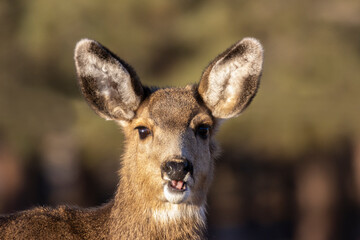 Young Mule Deer Doe