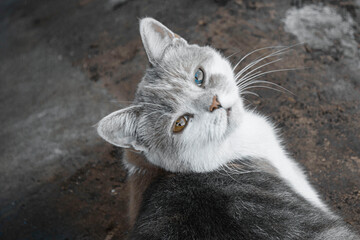 cat with different eyes