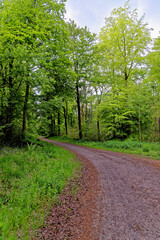 Fototapeta na wymiar Pathway in West Woods - Marlborough